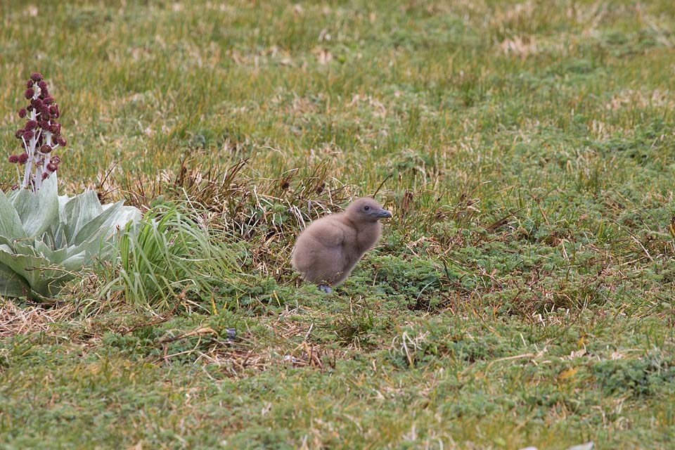 Brown Skua (Stercorarius antarcticus)